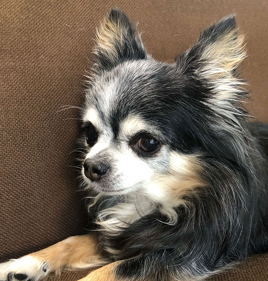 海老澤 千恵（えびさわ ちえ）